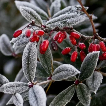 Berberine