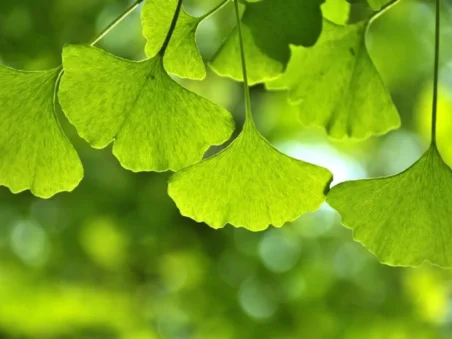 Ginkgo Biloba Powder Extract
