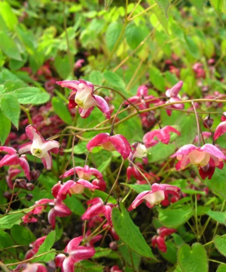 Horny Goat Weed Extract