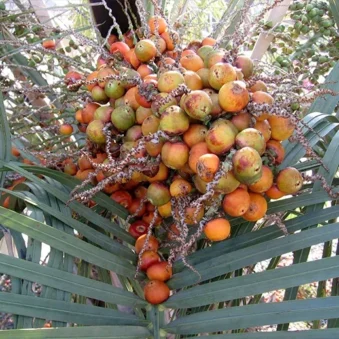 Saw palmetto