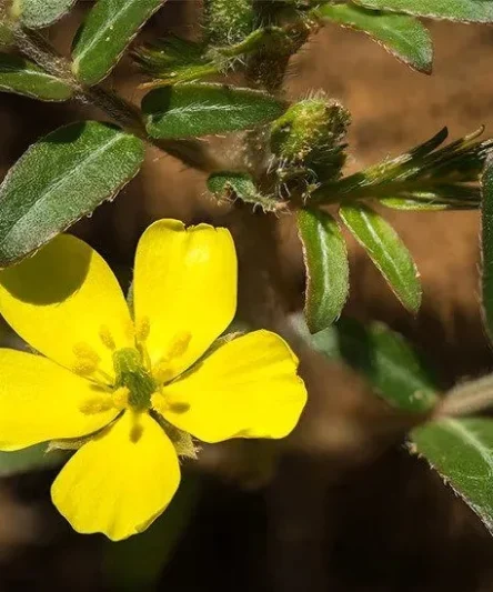 TribulusTerrestris Extract